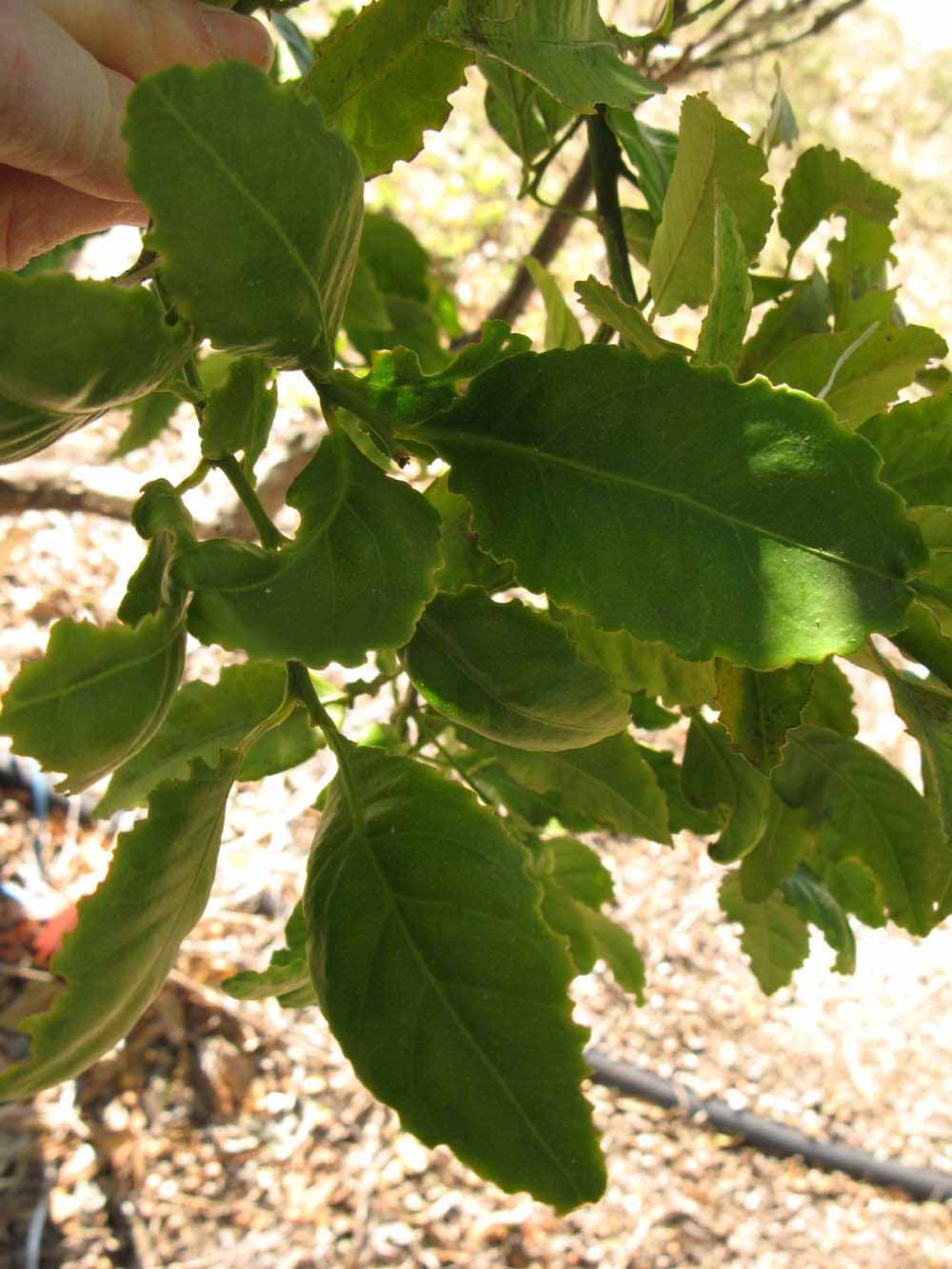            Shade leaves (Winter Haven, FL)   